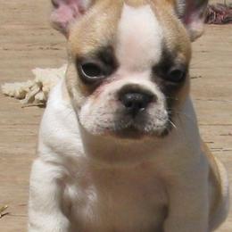 French Bulldog Puppies from Stonehill's French Bulldogs