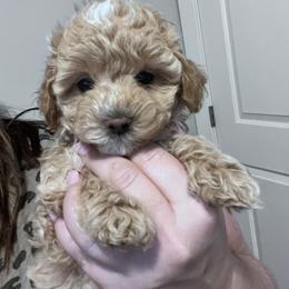 Maltipoo Puppies from Jessica's Maltipoos