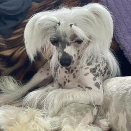 Crystal or Chrissy - Chinese Crested