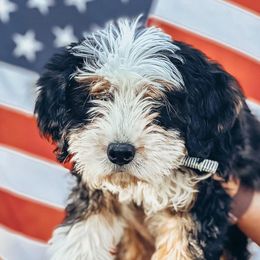 Bernedoodles and Goldendoodles from Perfect Paws