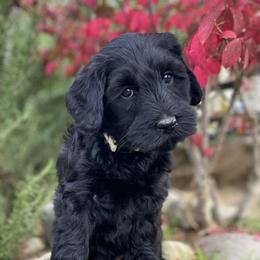 Australian Labradoodle Puppies from Starlight Ridge Australian Labradoodles