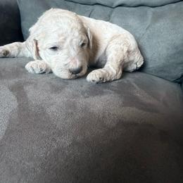 Green collar - Cream male Poodle puppy in Fruita, Colorado from Switzer Poodles
