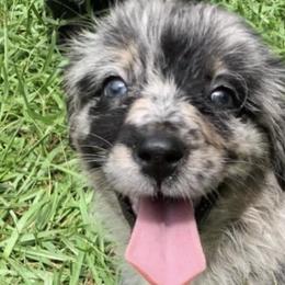 Australian Shepherds from Motega Australian Shepherds