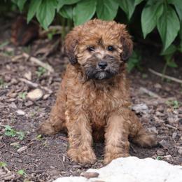 Olive - Wheaten female Whoodle puppy in West Bend, Iowa from Blue Skies Terriers
