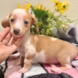 Kasey - Piebald female Dachshund puppy in Moreno Valley, California from Purpleheart_doxiess