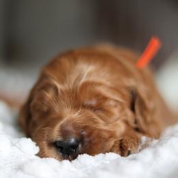 Goldendoodle and Poodle Puppies from Great Doodles & Poodles