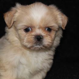 Lilly - Cream and white female Shih Tzu puppy in Tampa, Florida from Fancy Shih Tzus Florida