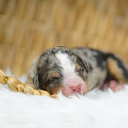 Maverick - Blue merle male Bernedoodle puppy in Spokane, Washington from Lilac City Doodles