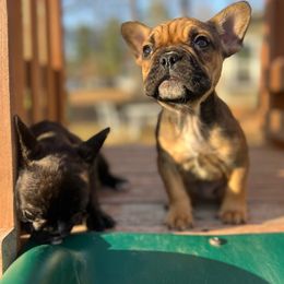 Scoob - Fawn brindle and white French Bulldog puppy in Brandon, Mississippi from Prolific Frenchies Co.