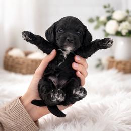 Cavapoo Puppies from Son Kissed Puppy Co
