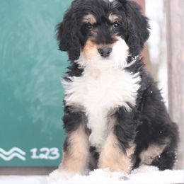 Bernedoodle Puppies from Richardville Hunde