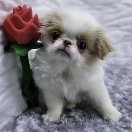 Valentino - Lemon and white male Japanese Chin puppy in Johnson City, Tennessee from Erin & Friends Japanese Chin