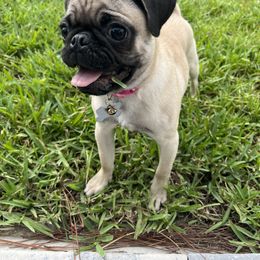 Pug All Grown Up from Immaculate Pugs