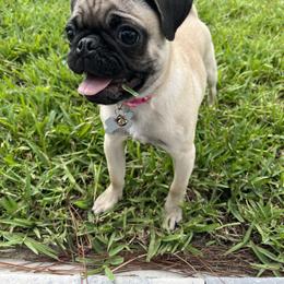 Pug All Grown Up from Immaculate Pugs