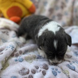 Girl 2 Bluie - Blue female Pembroke Welsh Corgi puppy in Moundville, Alabama from Cartee Corgis - Debi Cartee Mills