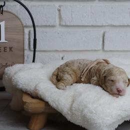 Bo - Cream female Labradoodle puppy in Bryantown, Maryland from Doodles on Duty