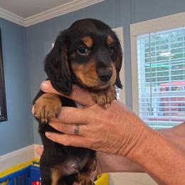 Jet - Black and tan male Dachshund puppy in Homosassa, Florida from Foxies Doxies