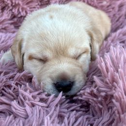 Purple collar - Yellow female Labrador Retriever puppy in Dayton, Tennessee from Whiskey Mountain Labradors