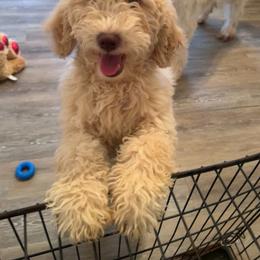 Daisy - Cream female Goldendoodle puppy in Charlotte, North Carolina from Ben and Jerry Doodles