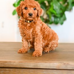 Aussiedoodle, Bernedoodle, Cavapoo, Goldendoodle, Irish Doodle, and Poodle Puppies from Sun Valley Goldendoodles