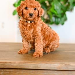 Aussiedoodle, Bernedoodle, Cavapoo, Goldendoodle, Irish Doodle, and Poodle Puppies from Sun Valley Goldendoodles
