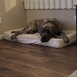 Saber - Blue brindle male Great Dane puppy in Denison, Texas from Hundeity Great Danes
