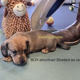 Oh boy - Red male Dachshund puppy in Cedar City, Utah from Country Doxies