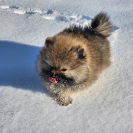 Pomeranian Puppies from Diamond-Pom