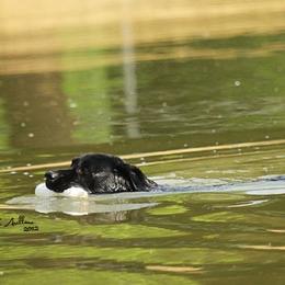 Labrador Retrievers from Raynefall Labradors