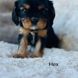 Hex - Black and tan female Cavalier King Charles Spaniel puppy in Temecula, California from McKenna Cavaliers in Southern California