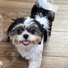 Frankie - Black and white male Shih Tzu puppy in Victorville, California from RUMBLE n TUMBLE