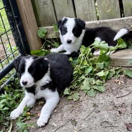 Border Collie and German Shepherd Puppies from Dreams Come True