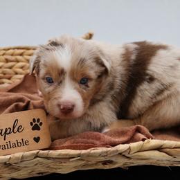 Maple - Red merle female Miniature Australian Shepherd puppy in Apache Junction, Arizona from Circle T Mini Aussies