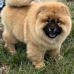 Boxer, Chow Chow, Doberman Pinscher, and Parson Russell Terrier Puppies from SouthFork Ranch