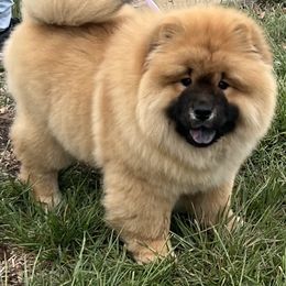 Boxer, Chow Chow, Doberman Pinscher, and Parson Russell Terrier Puppies from SouthFork Ranch
