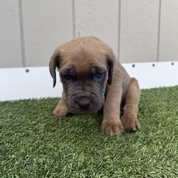 Blue collar - Gray and fawn male Cane Corso puppy in Morgan Hill, California from Corso Empire