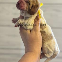 Yellow boy - Red and white male Basset Hound puppy in Conway, Missouri from Ozark Mountain Kennel