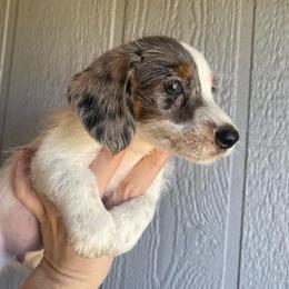 Dachshund Puppies from Long Dog Ranch