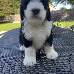 Bernedoodle Puppies from Busacker Babies