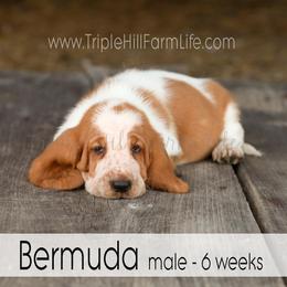 Bermuda - Red and white male Basset Hound puppy in Jefferson City, Missouri from Triple Hill Farm