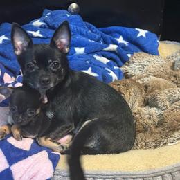 Marla - Chihuahua