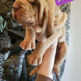 Bloodhound Puppies from KRC Ozark Mountain Bloodhounds