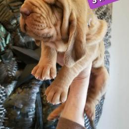 Bloodhound Puppies from KRC Ozark Mountain Bloodhounds