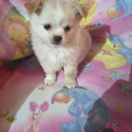 Cream Puff - Cream and white male Chihuahua puppy in Palm Coast, Florida from Pampered Chihuahuas