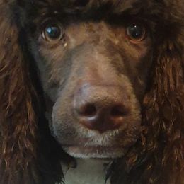 Cavalier King Charles Spaniels, Cavapoos, Goldendoodles, and Poodles from Angel Breed Solutions