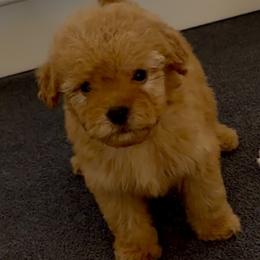 Susan - Apricot female Goldendoodle puppy in Pensacola, Florida from Goldendoodles Love You in Pensacola Friend Edition