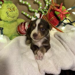 Cupid - Red tri female Miniature Australian Shepherd puppy in Corbin, Kentucky from Lightning K Kanine’s