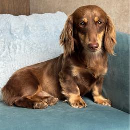 Peach - Dachshund