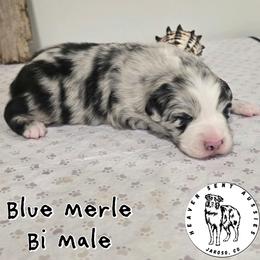 Jimbo - Blue merle male Miniature Australian Shepherd puppy in Jaroso, Colorado from Heaven Sent Aussies