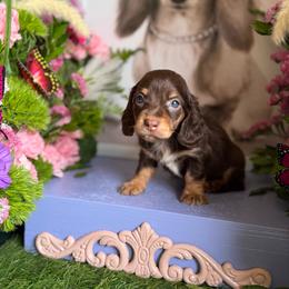 Dawna - Chocolate and cream female Dachshund puppy in Wills Point, Texas from Duck Creek Farm
